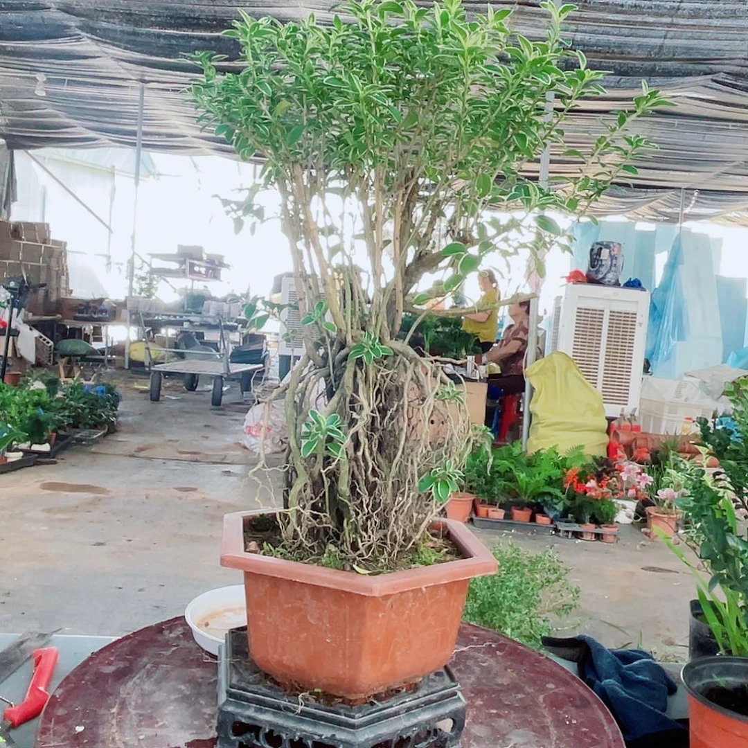 大部分花苞少量开放六角盆六月雪。带底座