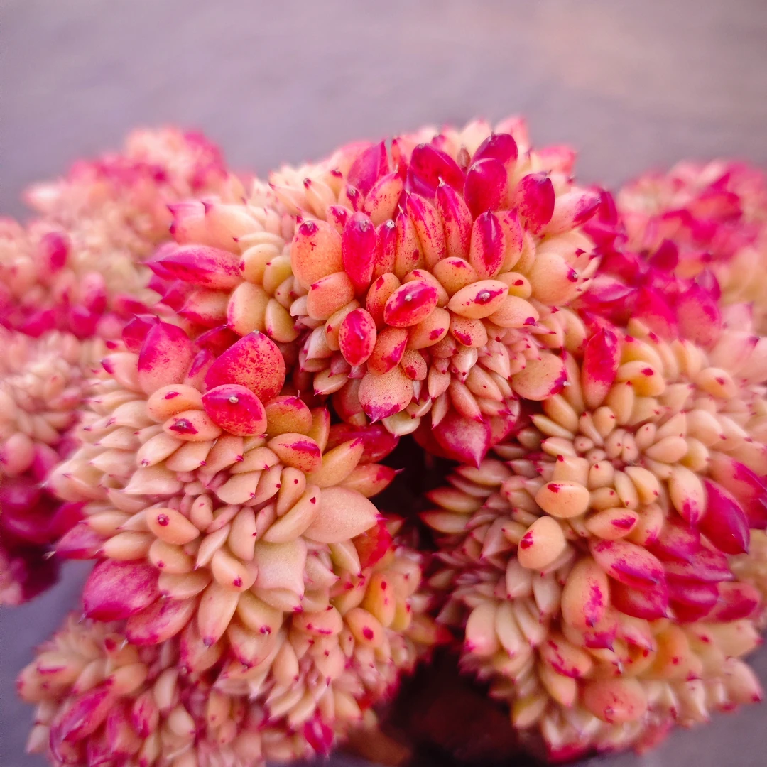 女王缀150＃LW 精品多肉 好看好养新手闭眼入 一单也包邮