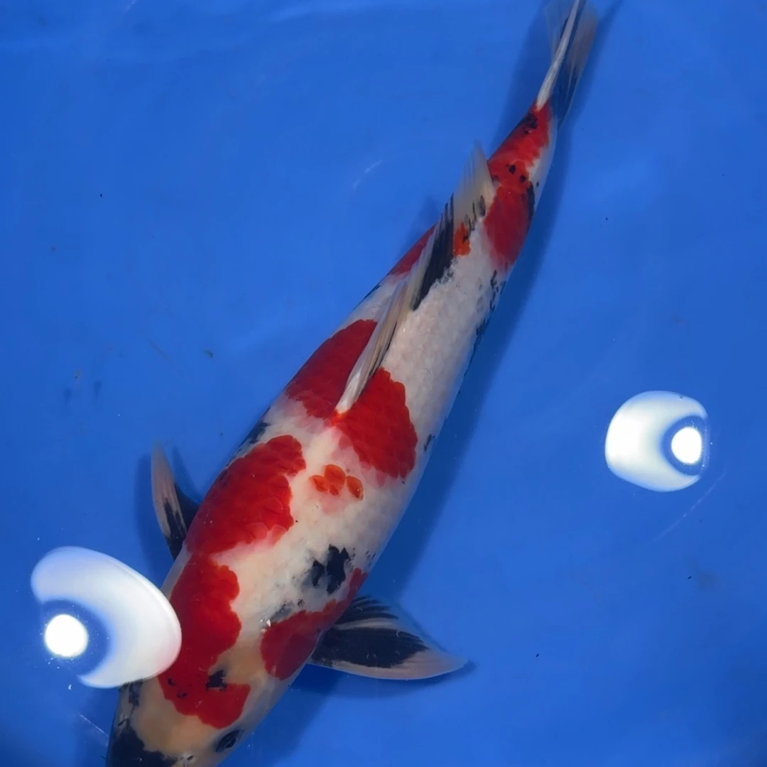 锦鲤笑看风云专拍