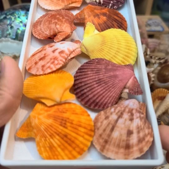 石材天然海螺贝壳