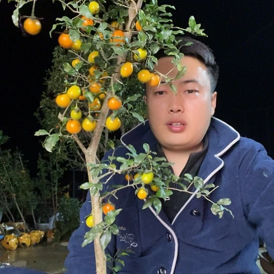 无花朵金弹子庭院原生品种