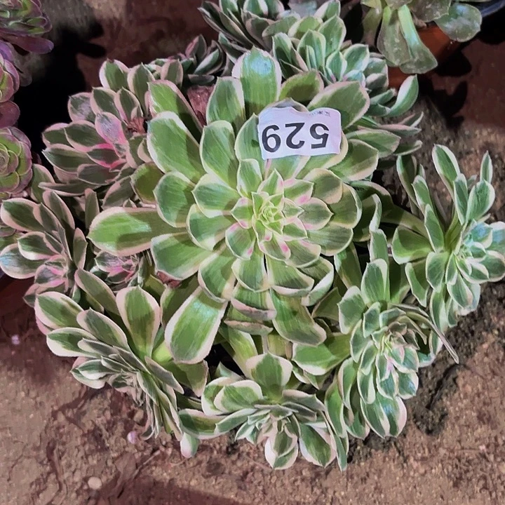 529玉芙蓉多肉植物不售后