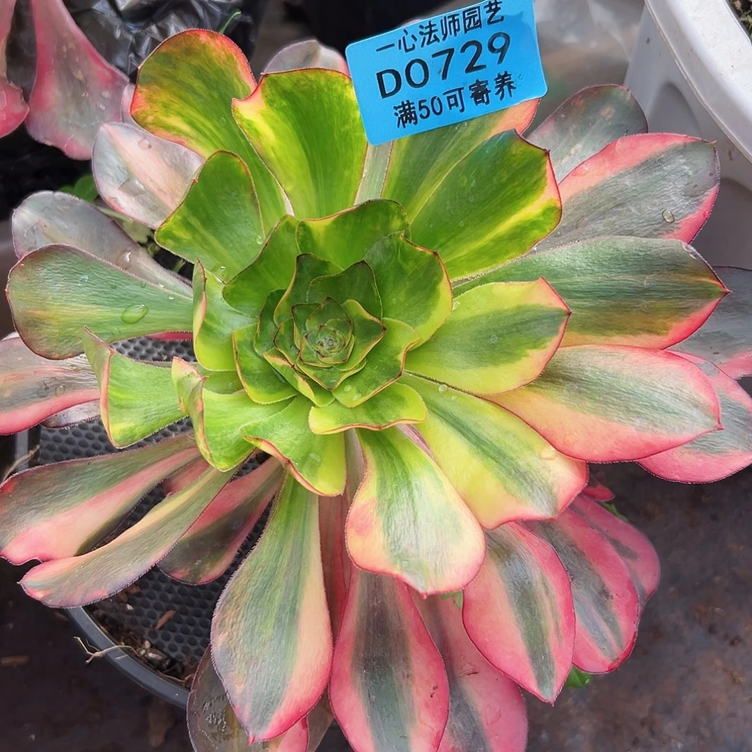 多肉植物0729巫七彩