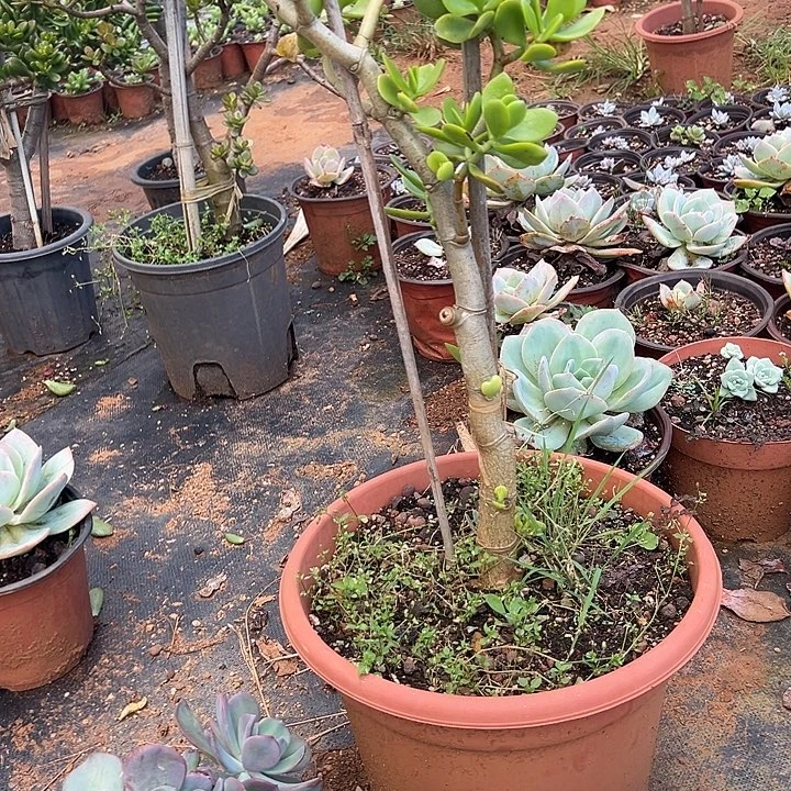 凤***儿多肉植物实物直播实物40