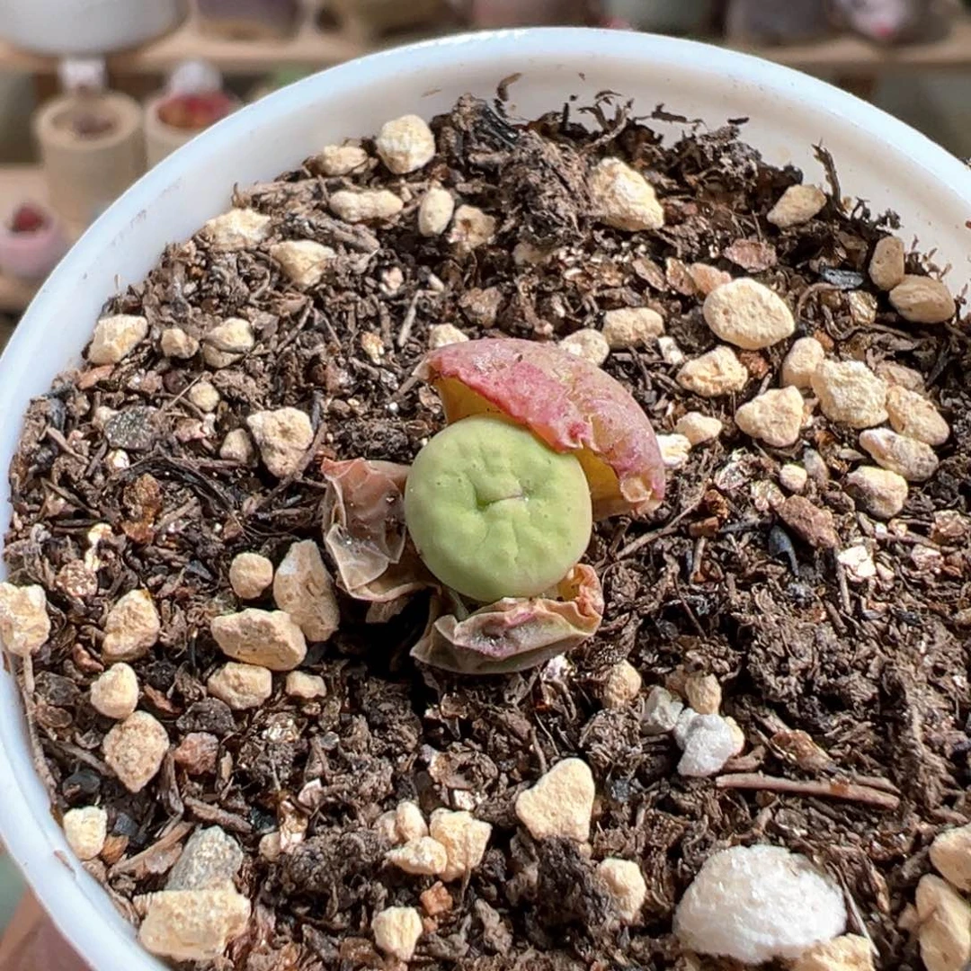 多肉植物61号红嘴