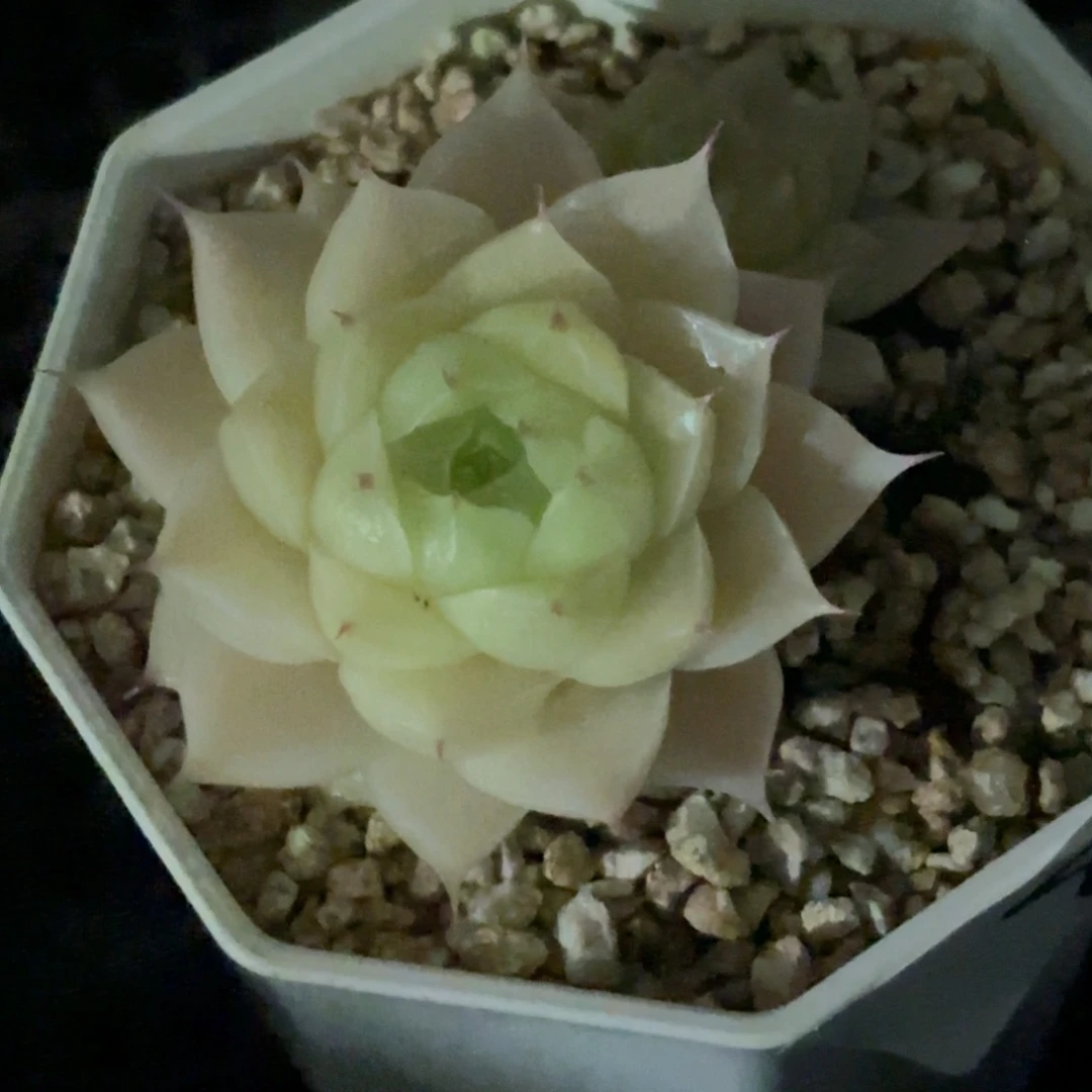 ?**Y84 新疆西藏内蒙不发货