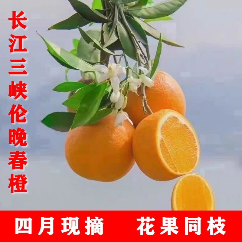 湖北三峡库区伦晚甜橙，橙味浓甜、汁水多，春橙伦晚脐橙，现摘现发
