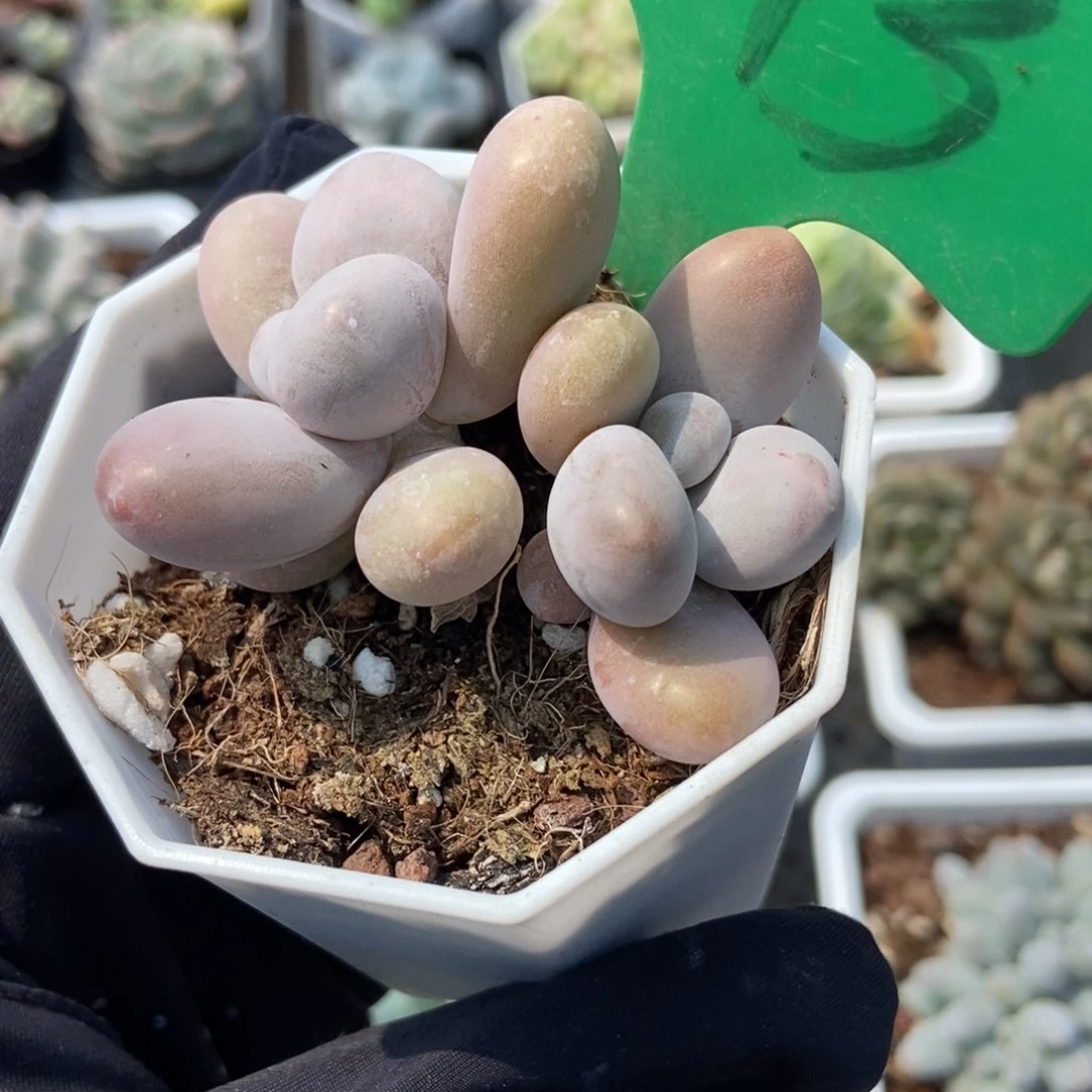 773彩虹奶多肉植物保护