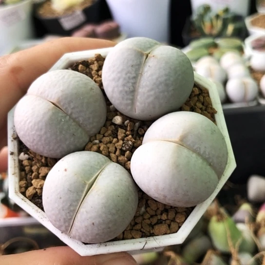 无花朵0537，高尔夫2.6-2.7厘米