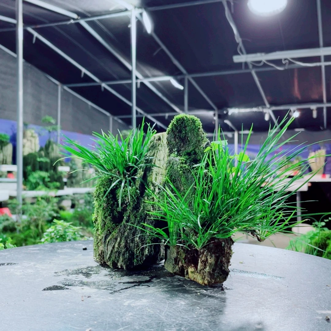 杨***华无花朵你不接啊亲一哈嘛哈
