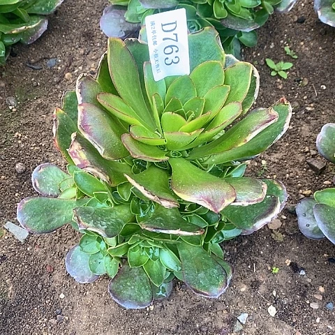 763魅金玫瑰多肉法师锦