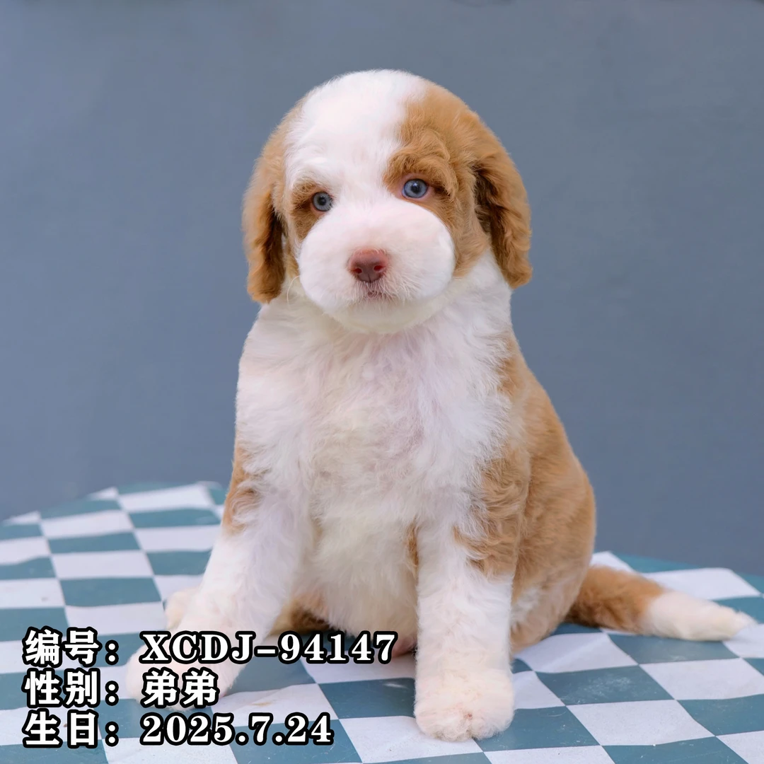 幼犬芯片号XCDJ-94147【红白花巨型贵宾犬】家庭陪伴犬性格温顺纯种
