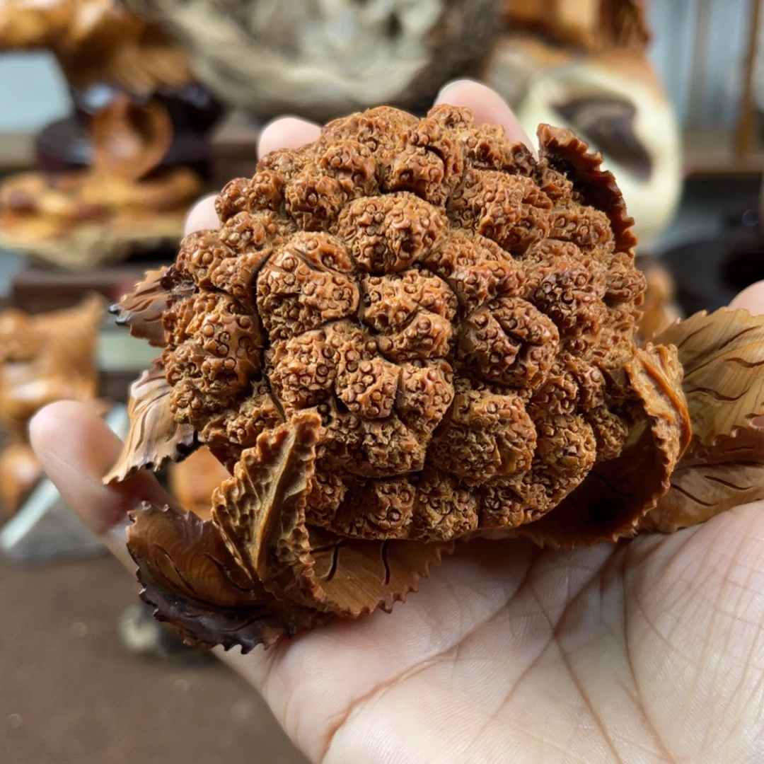 柏木（崖柏）崖柏太行山脉