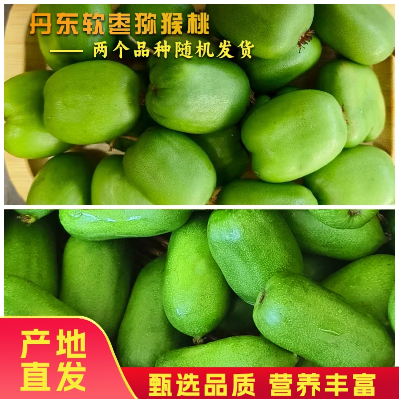 【阴凉通风放软再吃】丹东软枣猕猴桃【到手35-40个】软前不要放冰箱