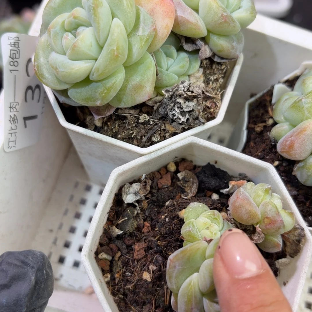 132 号到手1框江北多肉