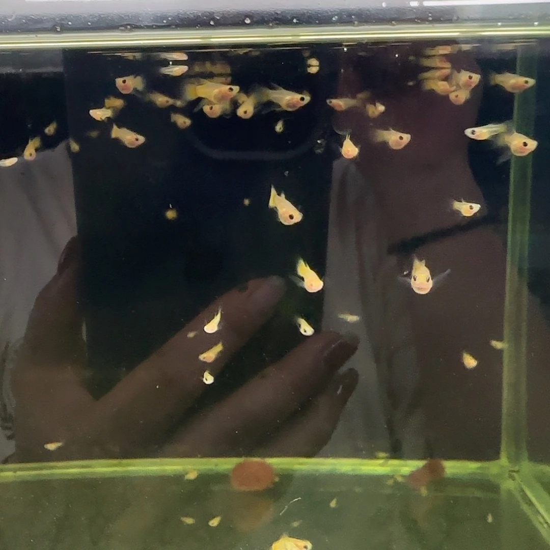 孔雀鱼黄金玻璃猫球C苗10条随机