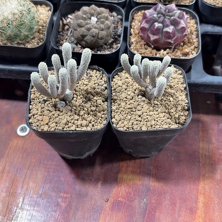 -****,迷你牧师两颗仙人球12