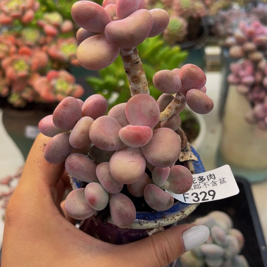 329-腰子桃蛋树有砍7cm