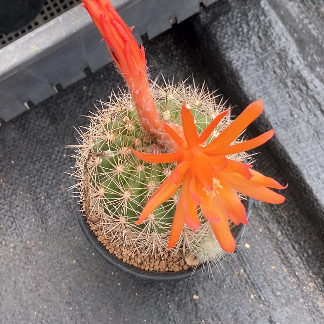 实生刺球7.5cm一棵仙人球，