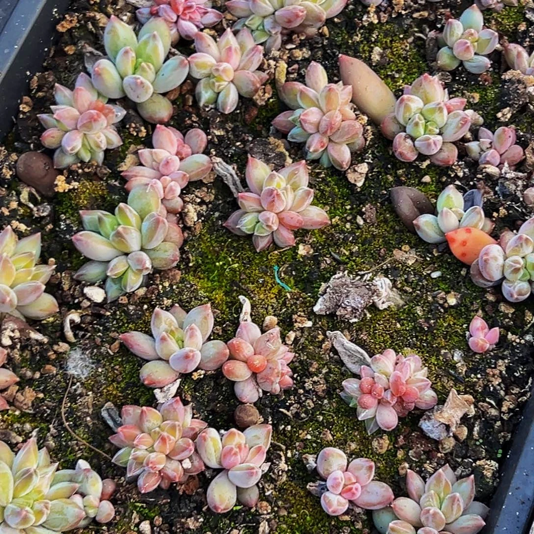 15颗美人系列多肉植物