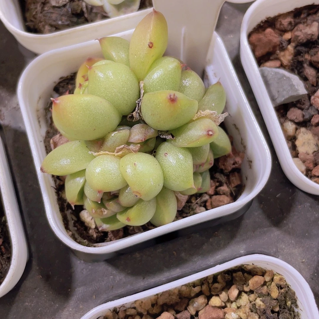 ?****?蓝水鬼w005一物一拍多肉