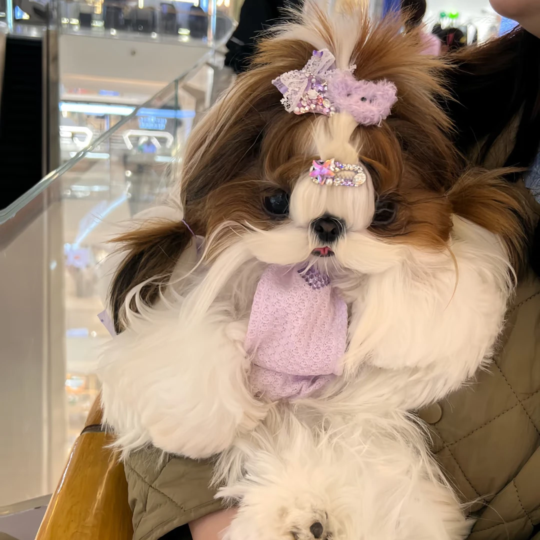 黄白花阿布犬(拉萨本地繁殖)