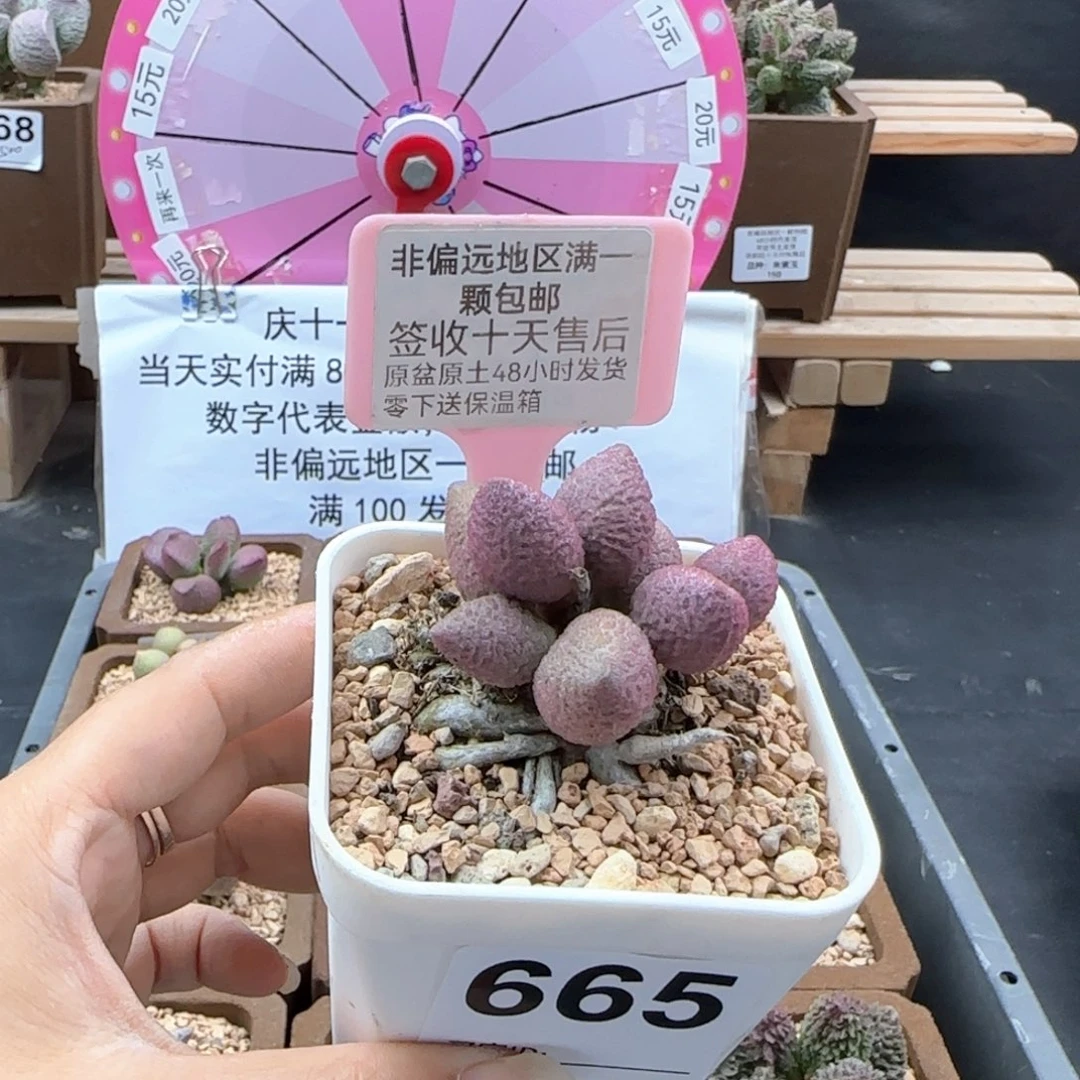 665少女心多肉植物
