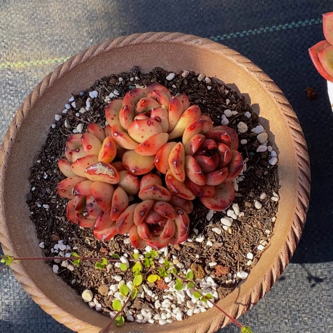 ?*宝48包邮一物一拍多肉植物