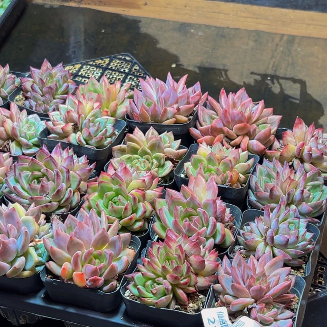 210多肉植物量拍4颗群身