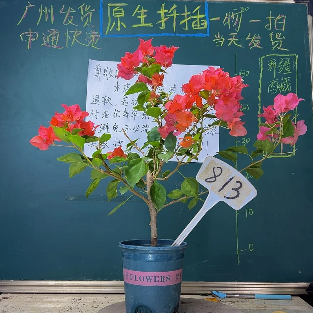 当前无花栽培后可以开花   暗斑夕阳红  813