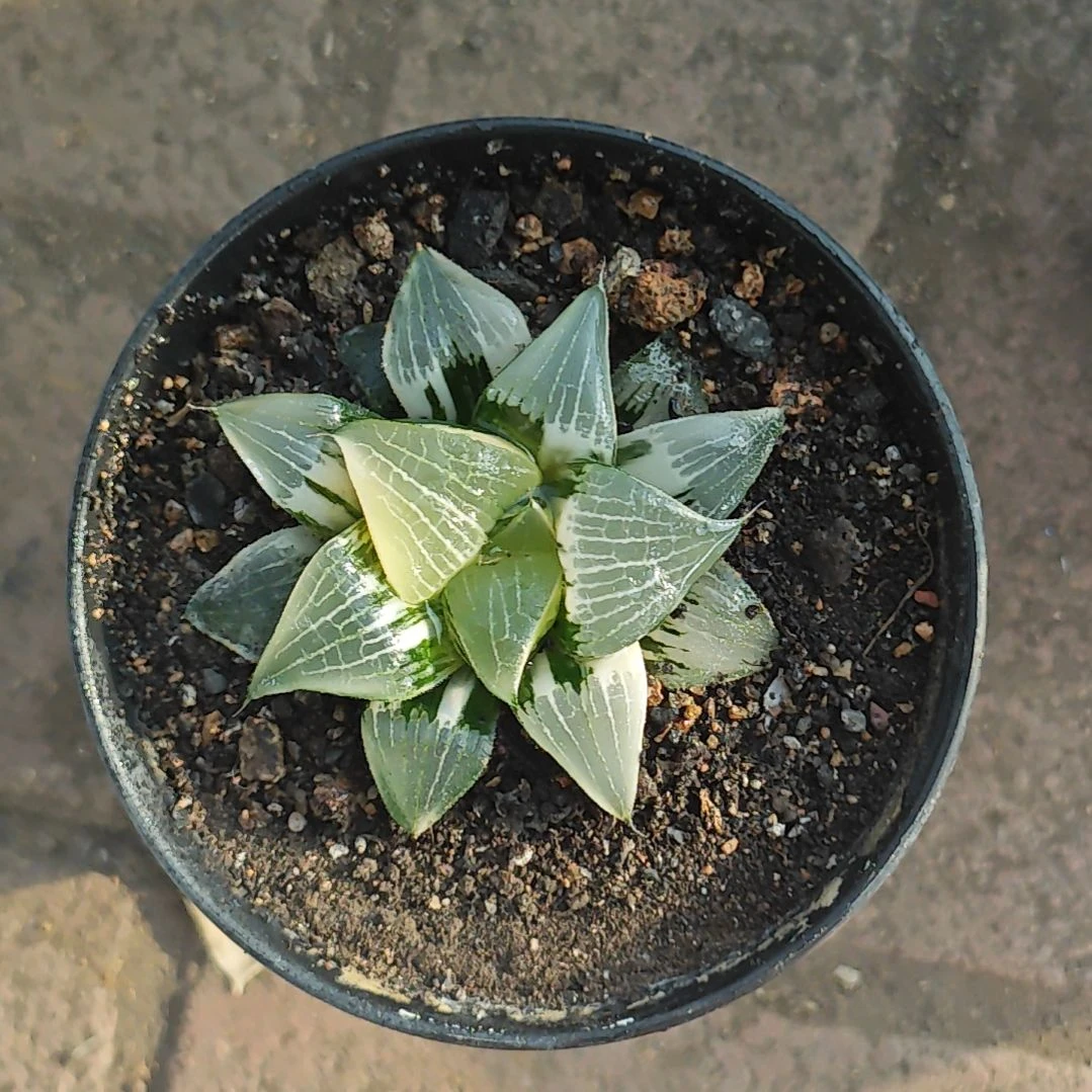果班若杂交实生锦多肉植物