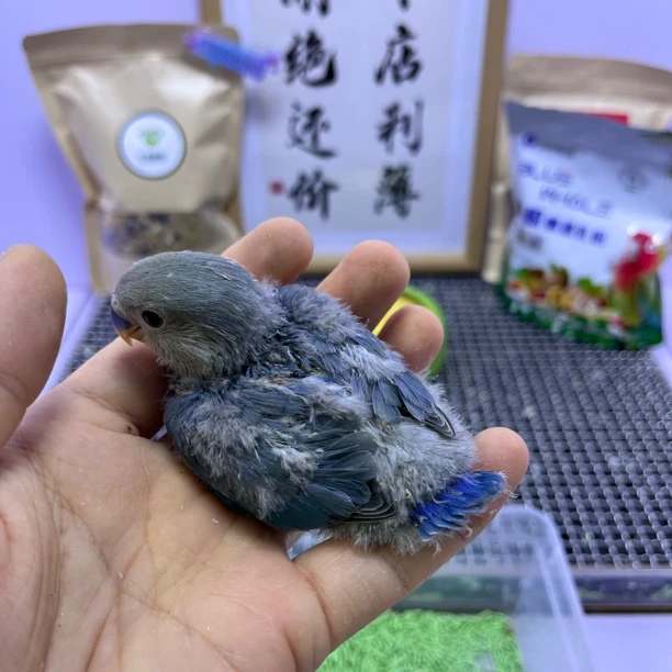 鹦鹉-精品蓝银公H83594