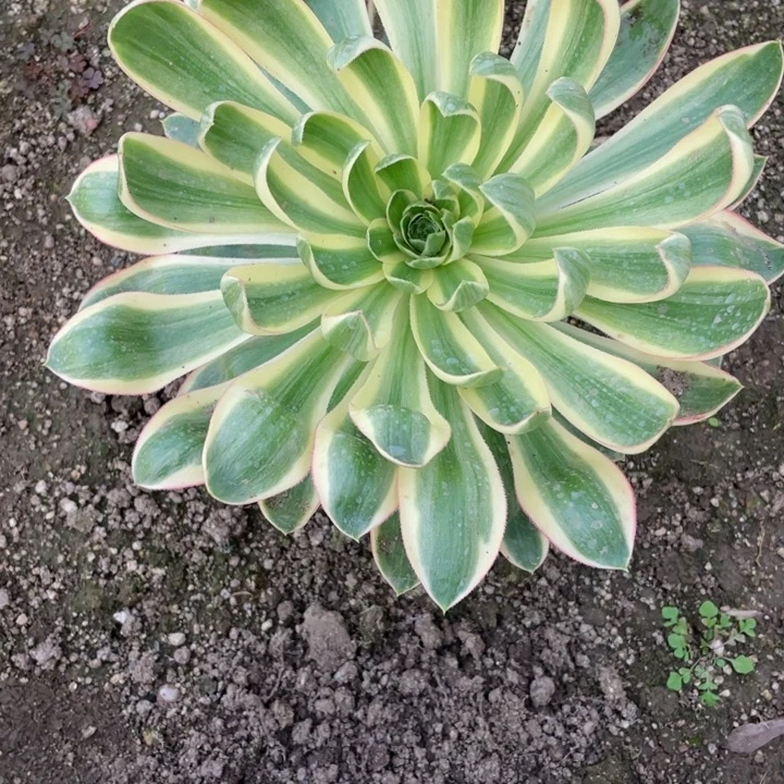 嗨***喽196青莲多肉1234557多肉