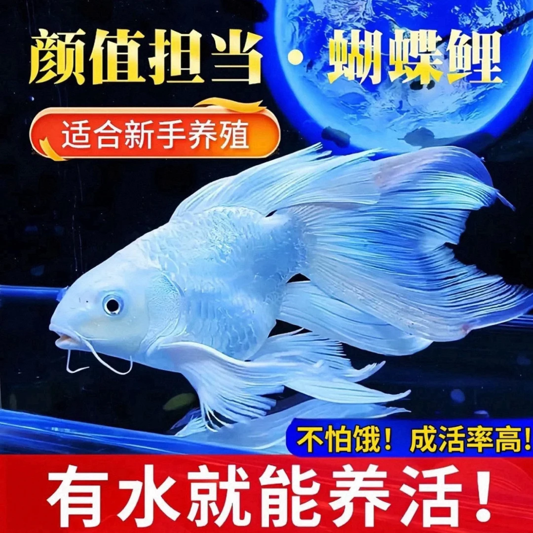 AA18-20厘米纯种蝴蝶鲤大鳍长尾观赏鱼好养广温鱼