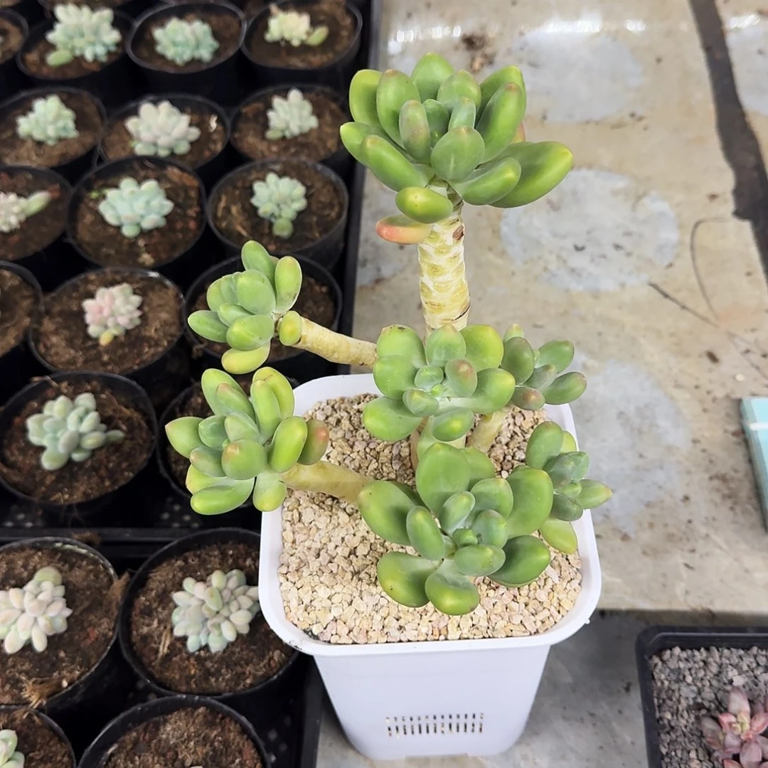 潘多拉 老桩 一物一拍