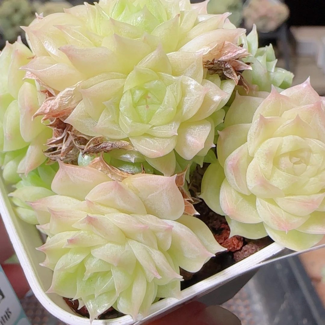 花语逸镜1027-187散