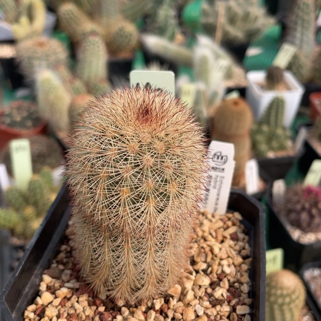 鹿角柱实生仙人球御旗杂交