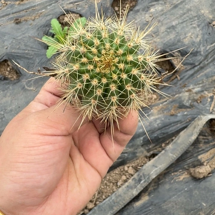 331新品毛花柱根脱土发货4公分左右斑，20包邮