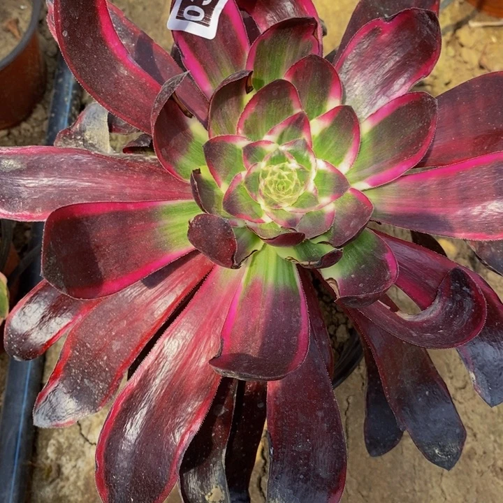 03068号紫炎法师