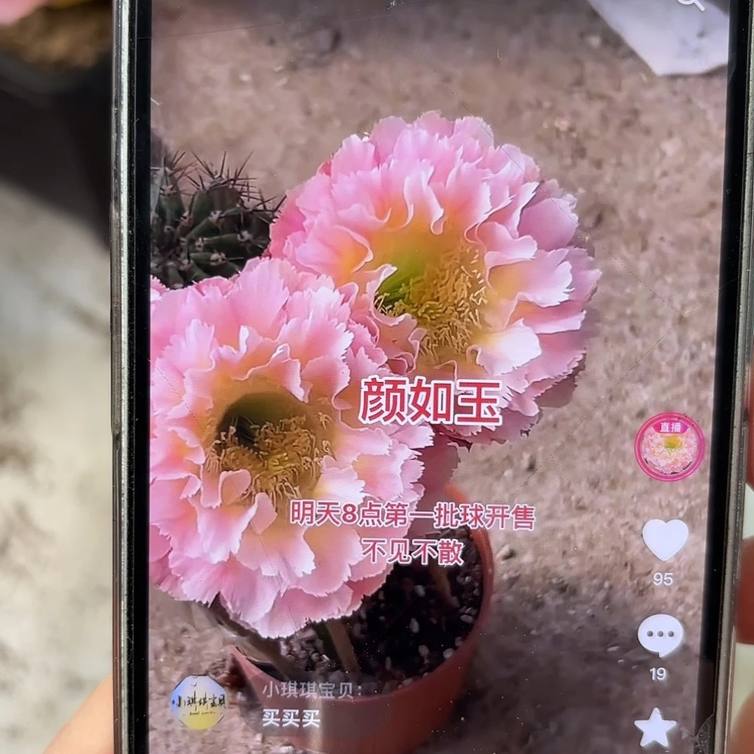 彩草颜如玉蜗牛咬6.5公分