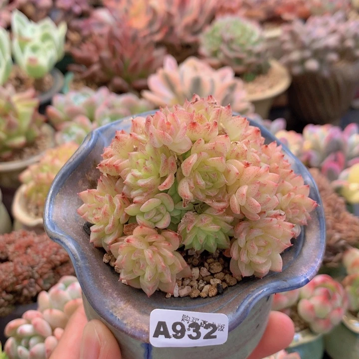 一物一拍含盆土满38包邮A932