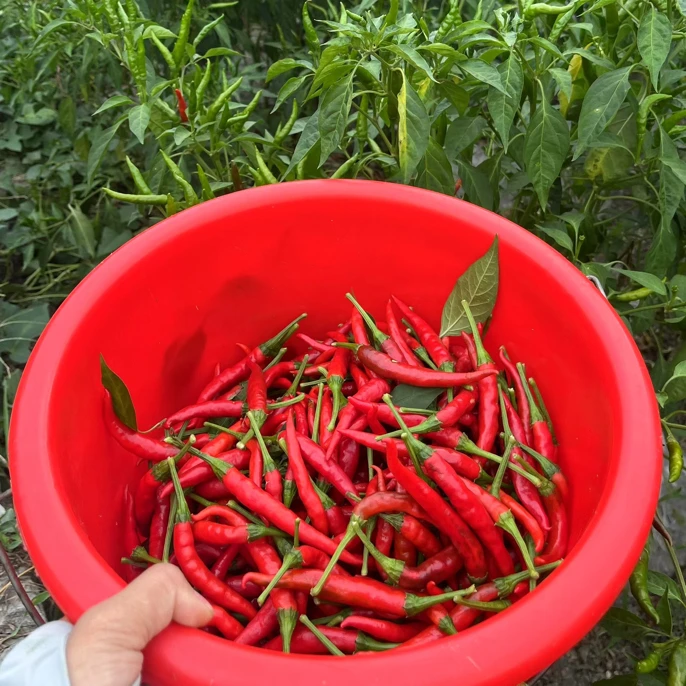 贵州高山老品种本地辣椒（优选）农散户种植.（少量