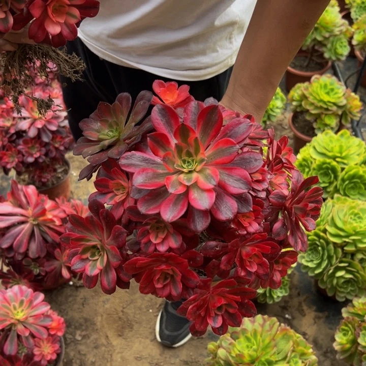 16.8美杜莎一棵包邮