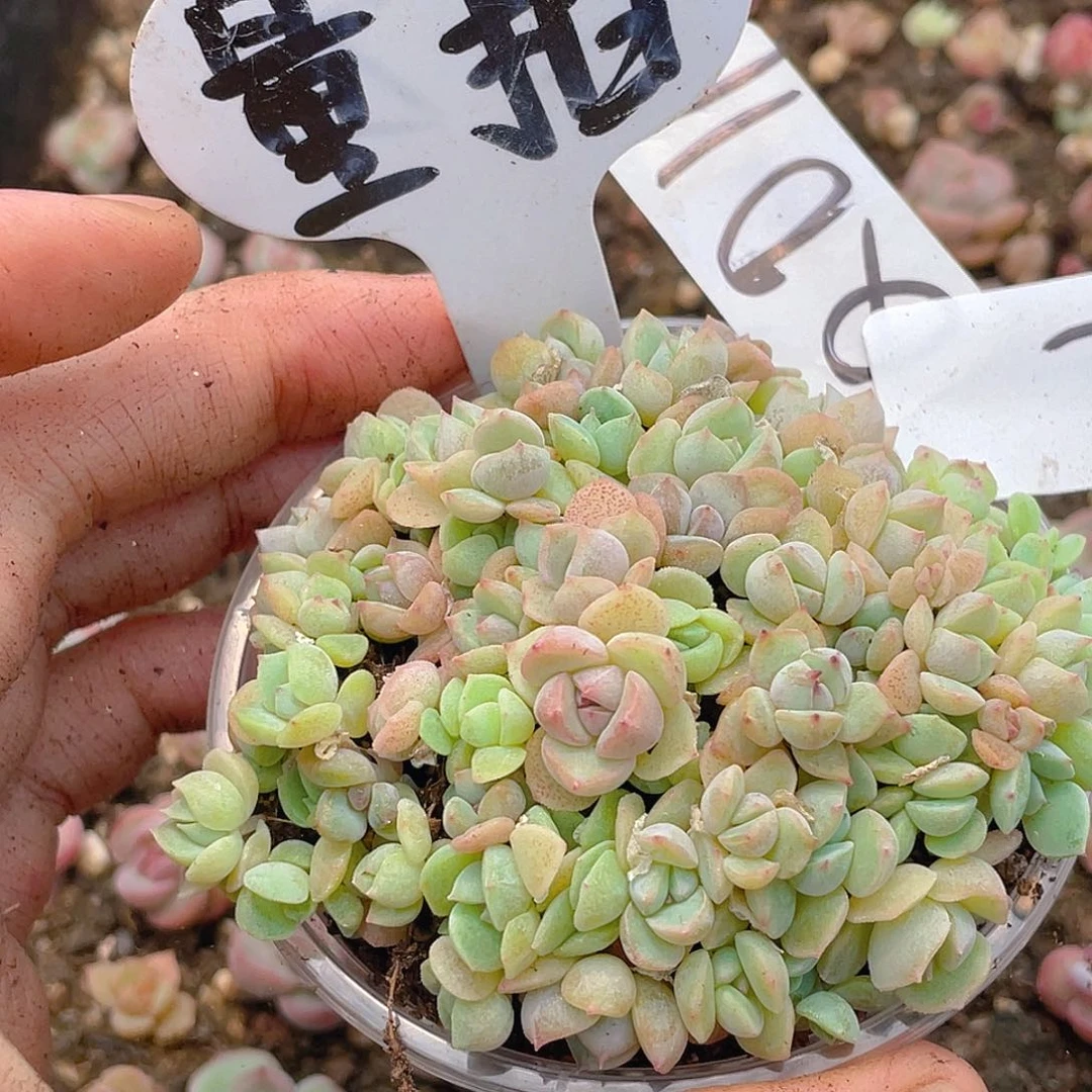 量拍多肉植物多肉植物7