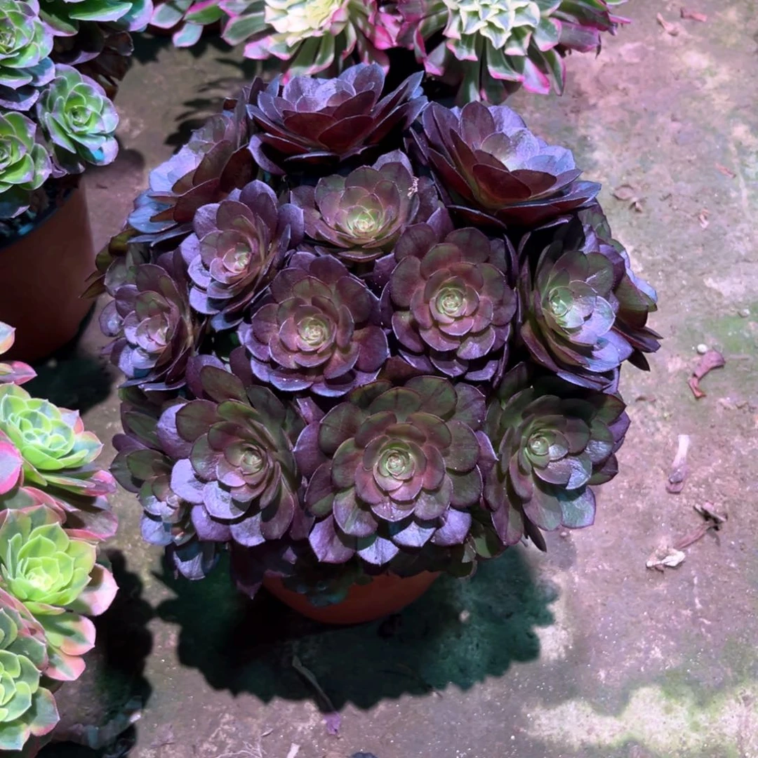 多肉植物黑美人913