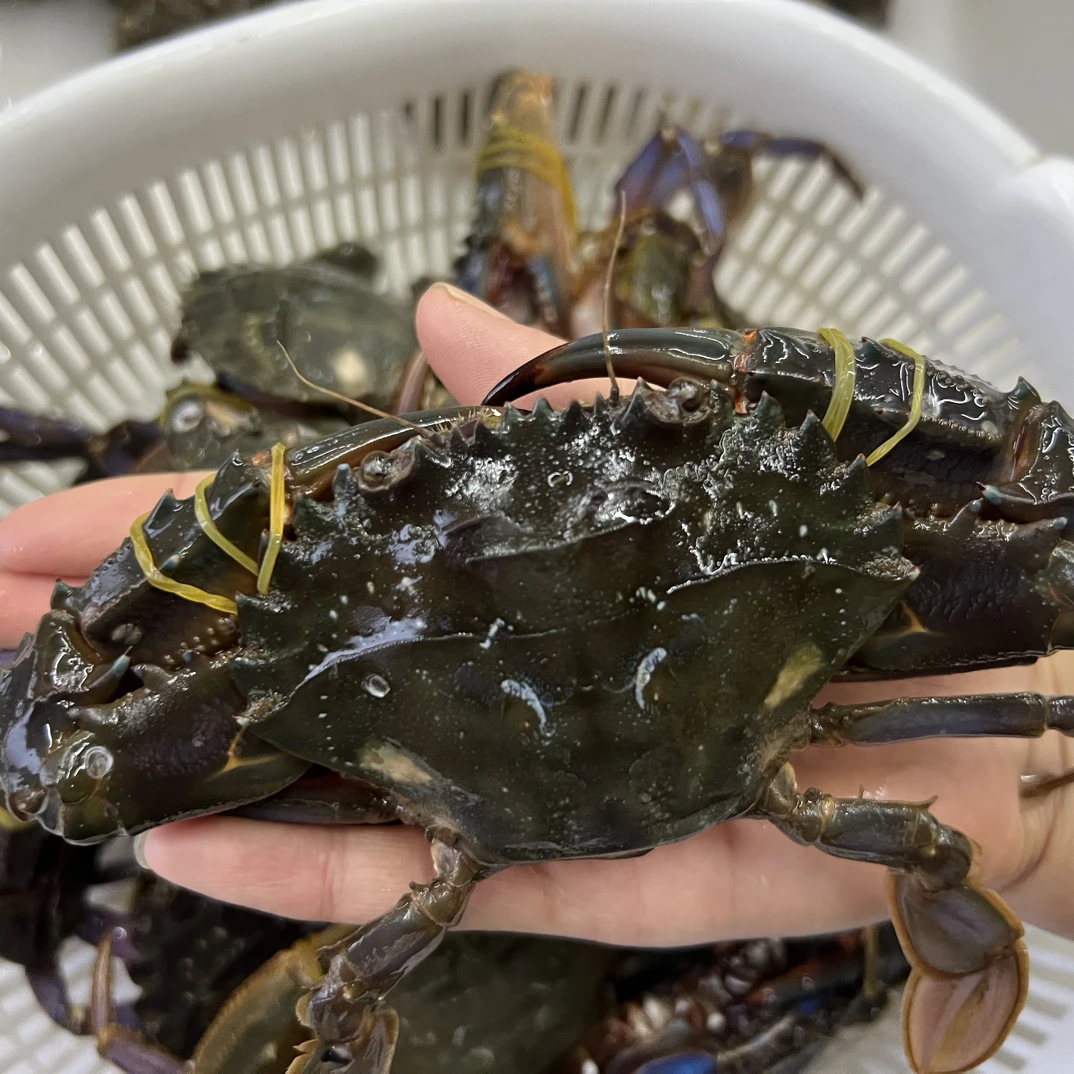 大连本地赤甲红鲜活发货小船海鲜顺丰速运（保鲜不保活）