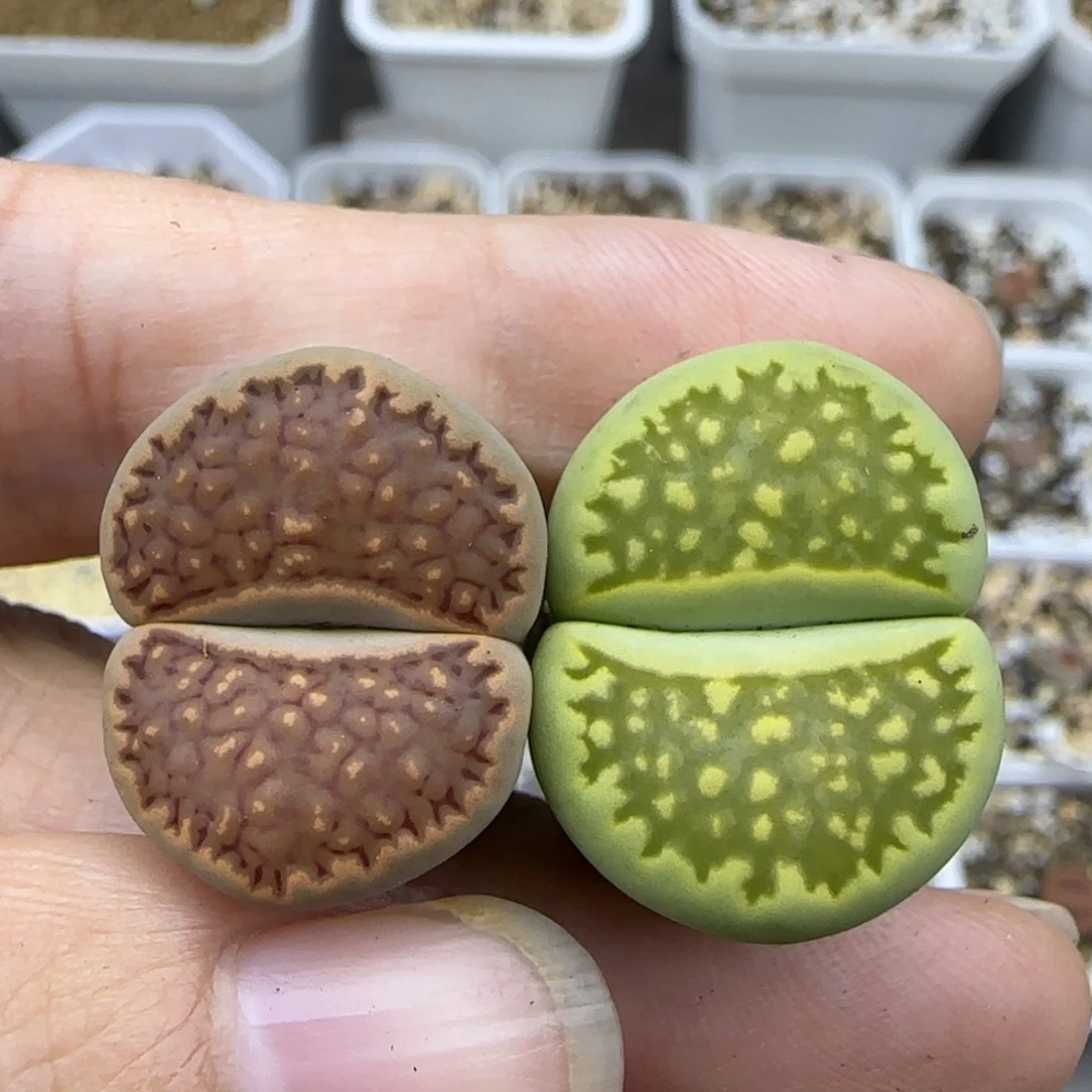 336 清框福利30包邮