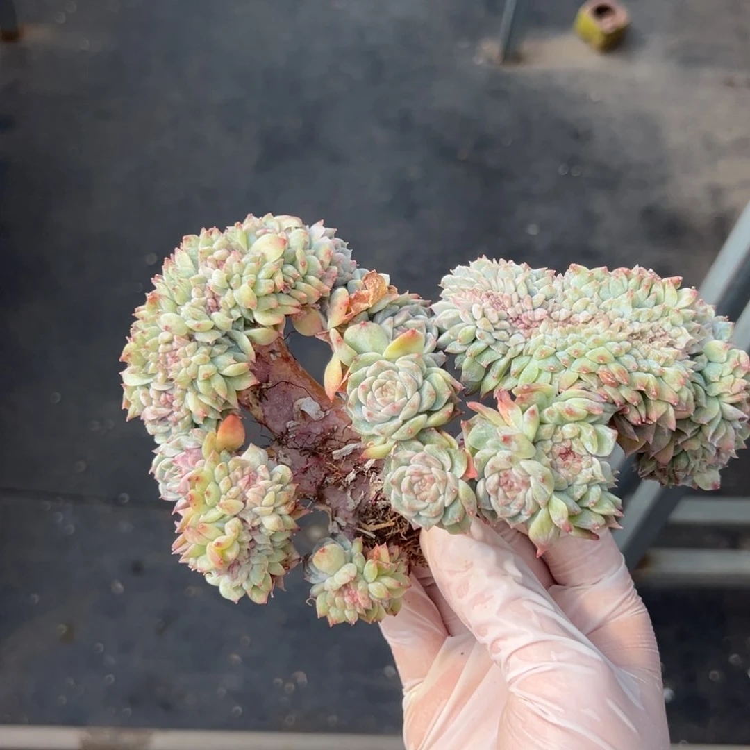 新年快乐 新年快乐 新年快乐 新年快乐