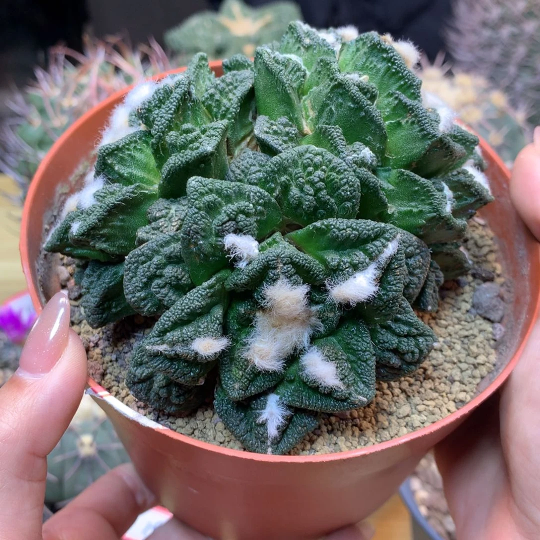 23号  自根 出根芽 新顿群生11.5公分 带盆土