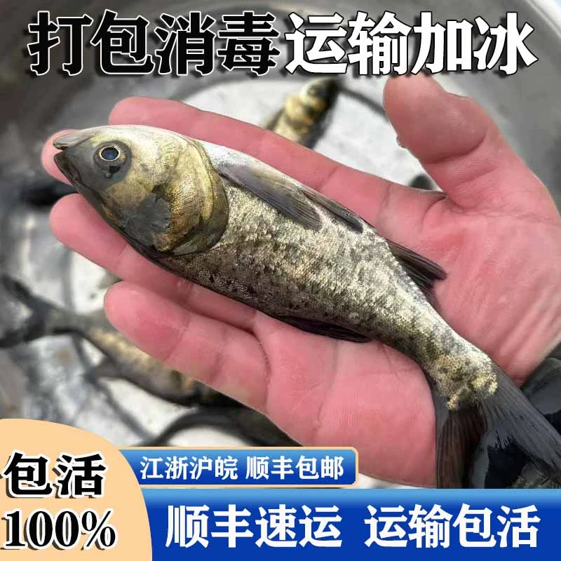 浙江花鲢鱼淡水养殖大头鱼胖头鱼白鲢鲢鳙草鱼青鱼螺丝青扁鱼鲈鱼